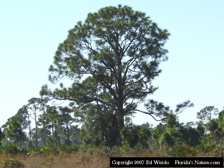 Florida Trees and Shrubs, Index / Page 1 of 11 pages